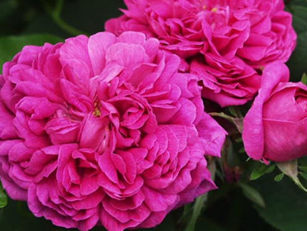 ʿõ Rose De Rescht