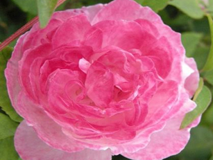 Ƥŷ Mme. Pierre Oger