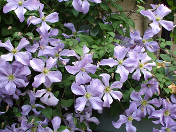 ˹ӡClematis Prince Charles