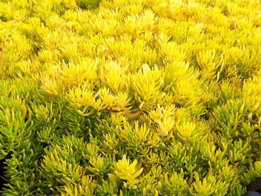 Ҷײ'' Sedum reflexum 'Angelina'