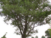 119